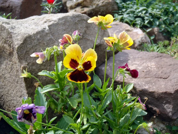 Multi-colored pansies (viol) close up. — Stock Photo, Image