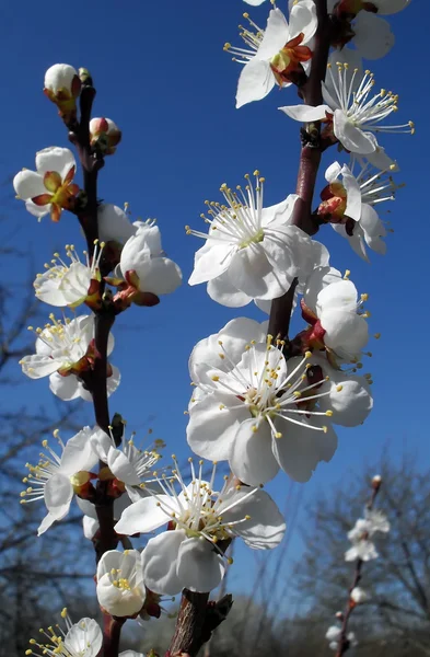 De color albaricoque. Primavera temprana. Jardín de primavera . — Foto de Stock