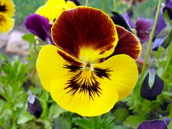 Çok renkli Hercai Menekşe (viol) yakından.