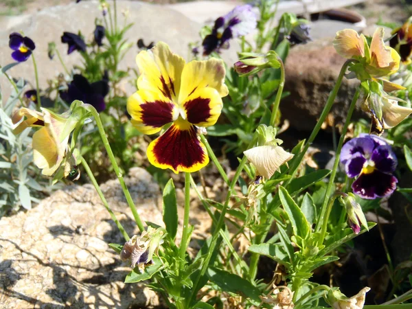 Multi-colored pansies (viol) close up. — Stock Photo, Image