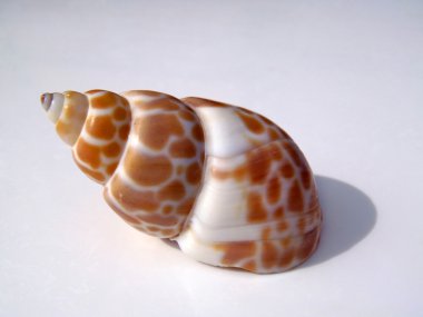 Deniz cockleshell, makro.