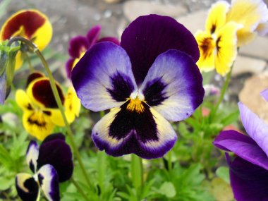 Multi-colored pansies (viol) close up. clipart
