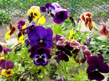 Çok renkli Hercai Menekşe (viol) yakından.