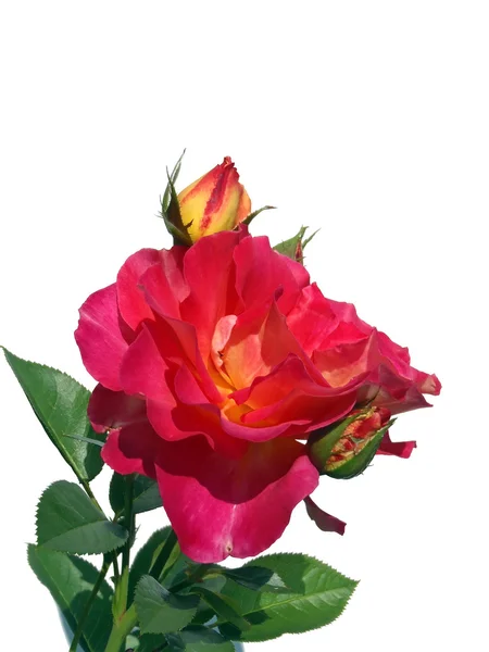 Rose of a grade of Meilland Decor Arlequin on a white background, macro — Stock Photo, Image