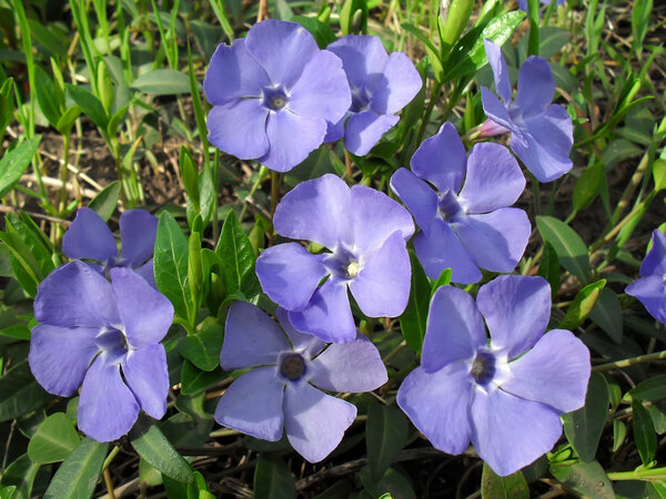 Blue flowers of Periwinkle (Barvinok, Vinca) close up.