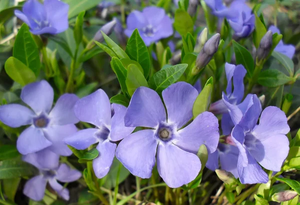 Fleurs bleues de Pervenche (Barvinok, Vinca) gros plan . — Photo