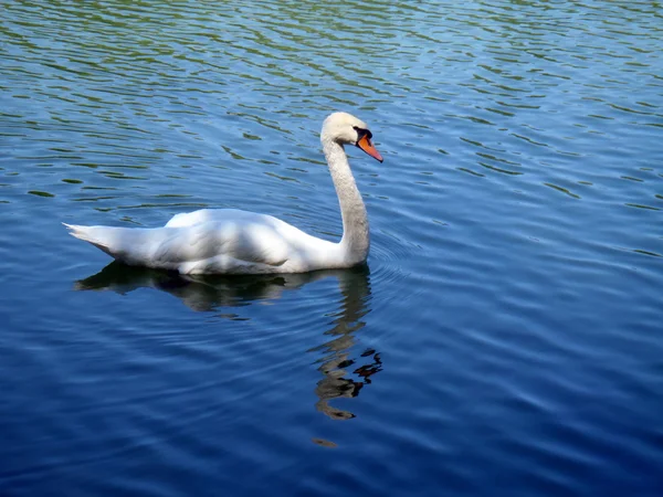 White swan in water — Stock Photo, Image