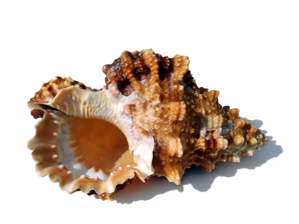 Sea cockleshell on a white background, macro. — Stock Photo, Image