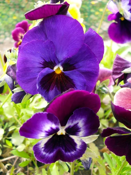 Multi-colored pansies (viol) close up. — Stock Photo, Image