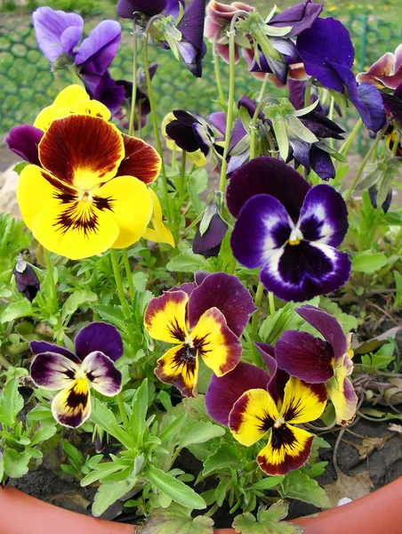 Çok renkli Hercai Menekşe (viol) yakından.