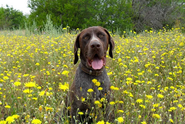 Dog of breed of German Pointer or otherwise Deutsch-Drahthaar in wild flowers Stock Picture