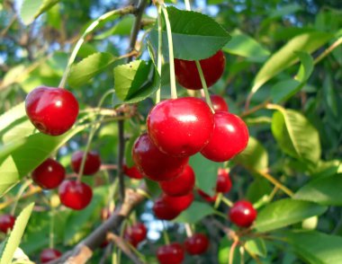 Olgun Kiraz ağacı üzerinde kapat.