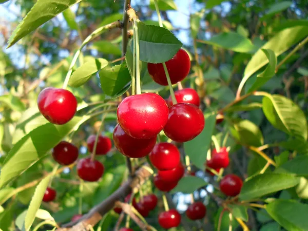 Maturi la ciliegia su un albero vicino . — Foto Stock