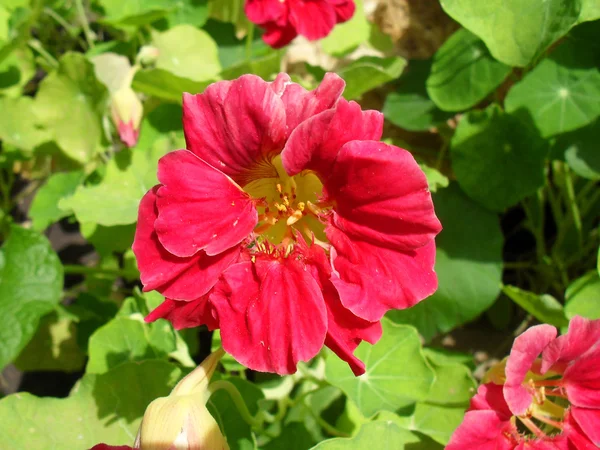 Blüte einer Kapuzinerkresse in einem Garten aus nächster Nähe. — Stockfoto