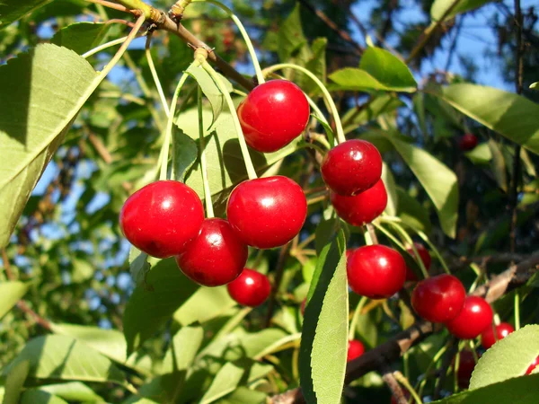 Maturi la ciliegia su un albero vicino . — Foto Stock