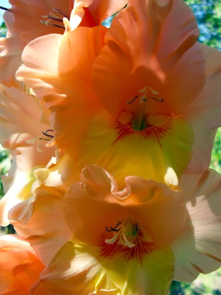 Albicocca gladiolus in un giardino da vicino . — Foto Stock