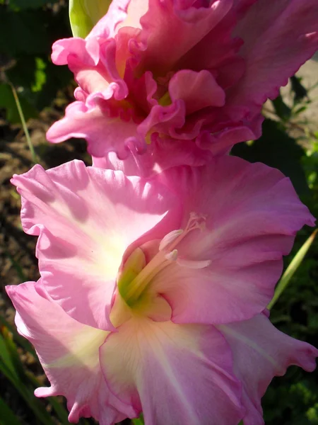 Gladiolo delicato-lilla in un giardino da vicino . — Foto Stock