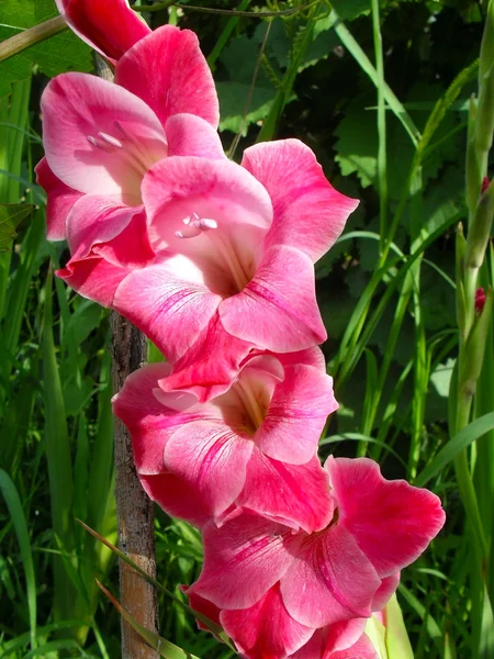 Crimson gladiolus close up. — Stock Photo, Image