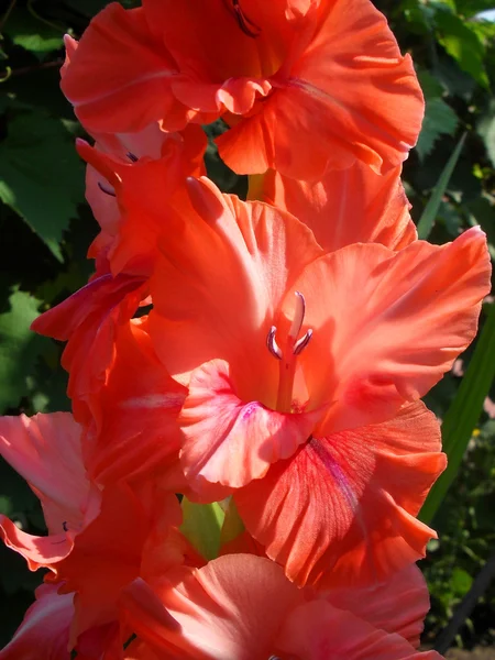 Perzik gladiolen in een tuin close-up. — Stockfoto