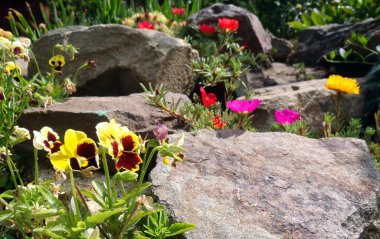 Çok renkli Portulaca ve viyola dağ tepe üzerinde