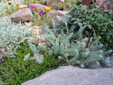 Alp tepede süs bitkileri.