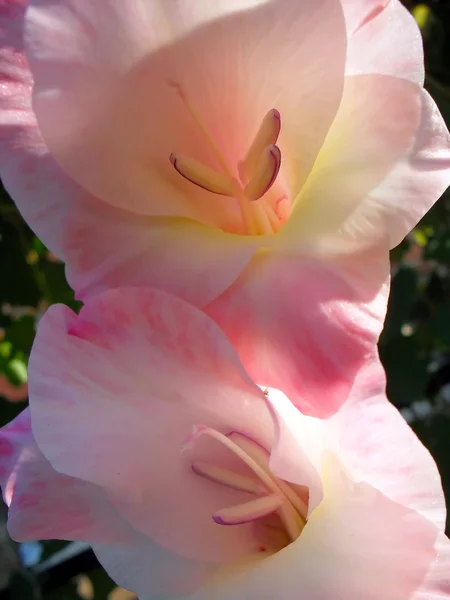 Roze gladiolen close-up. — Stockfoto