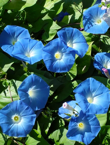 Blauwe Ipomea in een tuin close-up. — Stockfoto