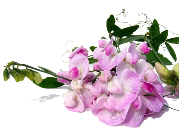 The decorative curling peas "Pink pearls" on a white background, macro — Stock Photo, Image