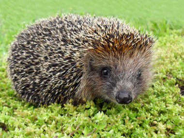 Kirpi Avrupa yeşil çimenlerin üzerinde kapat.