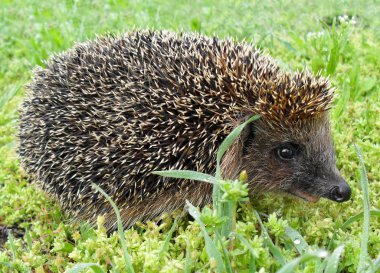 Kirpi Avrupa yeşil çimenlerin üzerinde kapat.