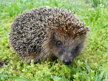 Kirpi Avrupa yeşil çimenlerin üzerinde kapat.