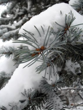 Mavi çam ağacı makro