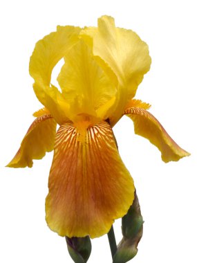 Beyaz bir arka planda sarı Iris makro.