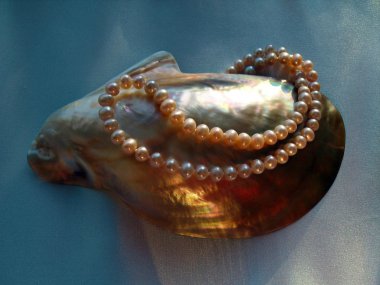 Deniz sedefli cockleshell İncili, makro.