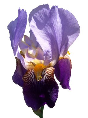 Beyaz bir arka planda, sakallı Menekşe iris makro.
