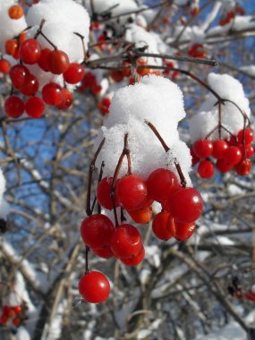 Guelder-gül karda
