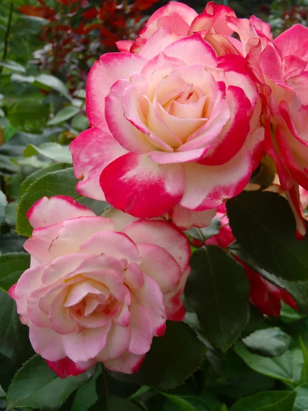 Чай и гибридные розы класса Double Delight macro — стоковое фото