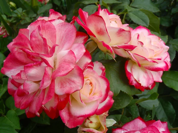Té y rosas híbridas de un grado de doble deleite macro —  Fotos de Stock