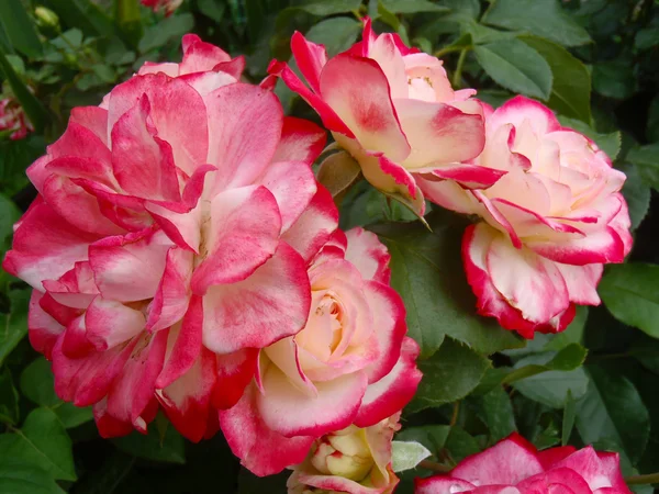 Tea and hybrid roses of a grade of Double Delight macro — Stock Photo, Image