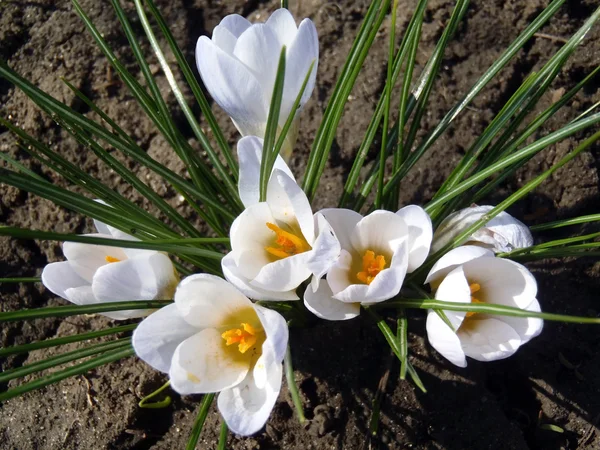Bir bahçe beyaz çiğdemler yakın çekim.