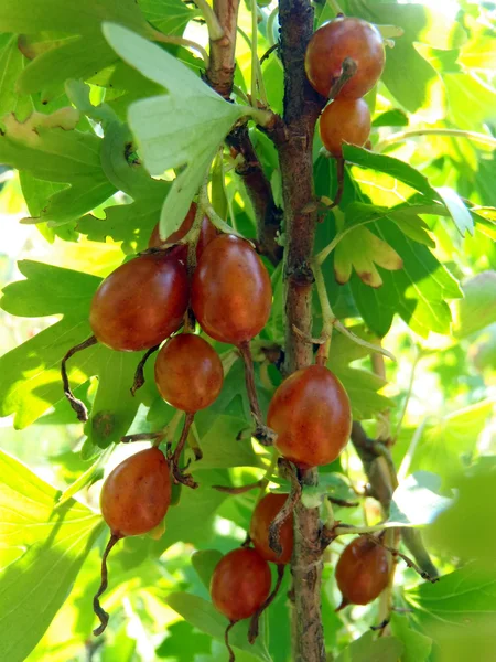 Ribes d'oro su un cespuglio vicino . — Foto Stock