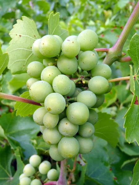 De rijping druiven op een staaf close-up. — Stockfoto