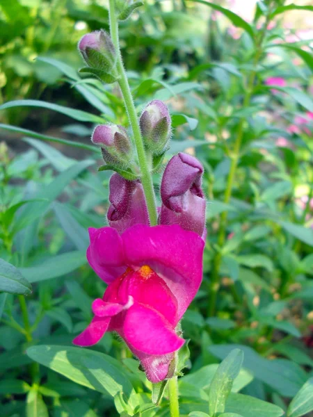 Blommor lejonets svalget (Antirrinum) av röda färg i en trädgård på nära håll. — Stockfoto