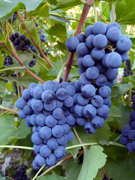 Bir notu Isabella bir çubuk üzerinde mavi üzüm yakın çekim.