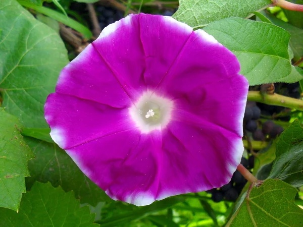 Lilac Ipomea "Bell" close up. — Stock Photo, Image