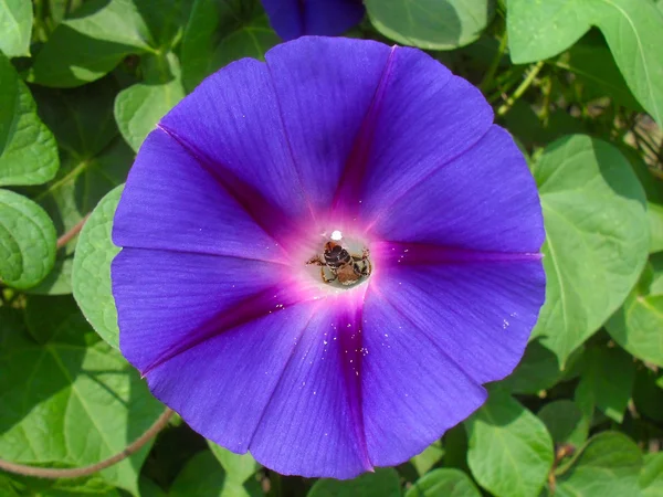 Flor de violeta Ipomea de perto . — Fotografia de Stock