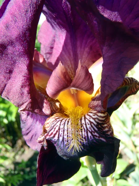 Βιολετί γενειοφόρο iris σε έναν κήπο από κοντά. Ίριδες σε έναν κήπο. — Φωτογραφία Αρχείου