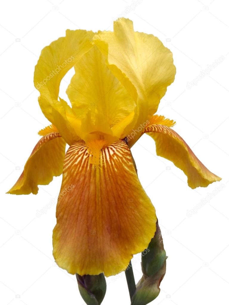 Yellow iris on a white background, macro.