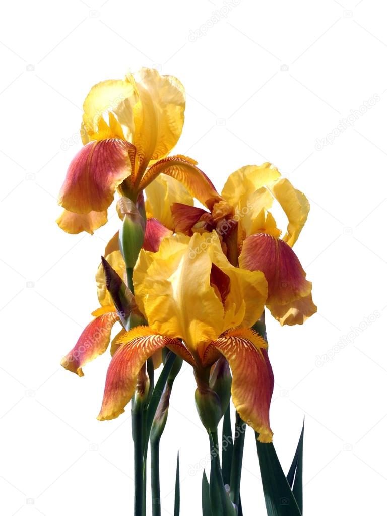 Bouquet of yellow irises on a white background, macro.