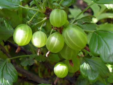 Olgunlaşma bektaşi üzümü bir Bush bir bektaşi üzümü yakın çekim.